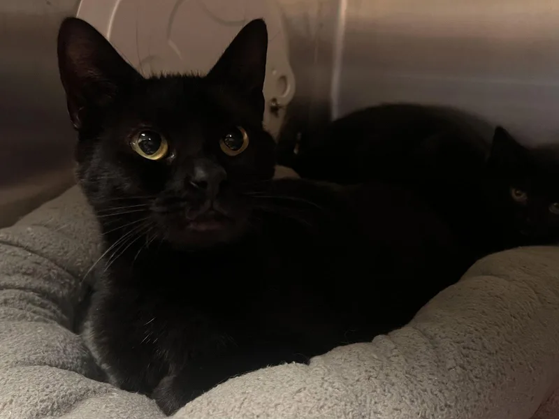 Liberty Chill  Must thumbnail 2