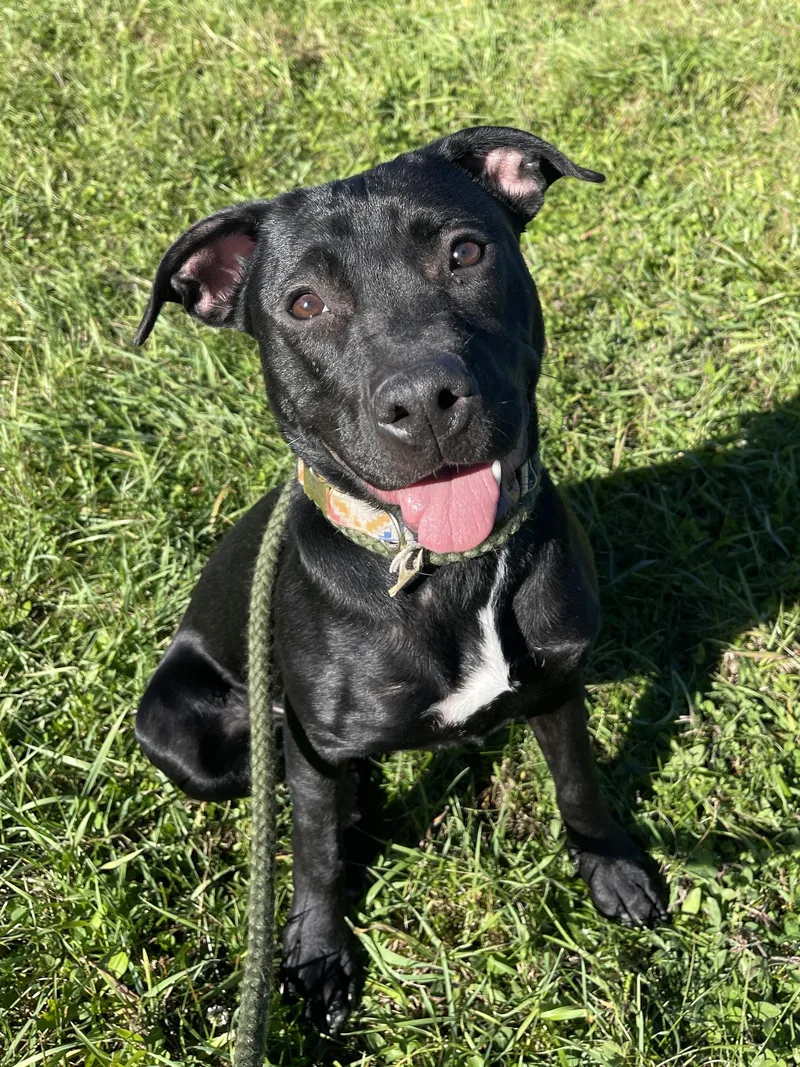 A young medium-sized female Black Labrador Retriever dog named Puddle for adoption in Allegan, MI
