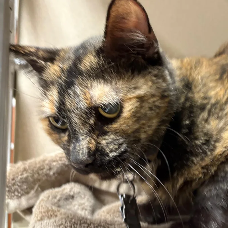 A senior medium-sized female Tortoiseshell Domestic Short Hair cat named Precious for adoption in Yuma, AZ