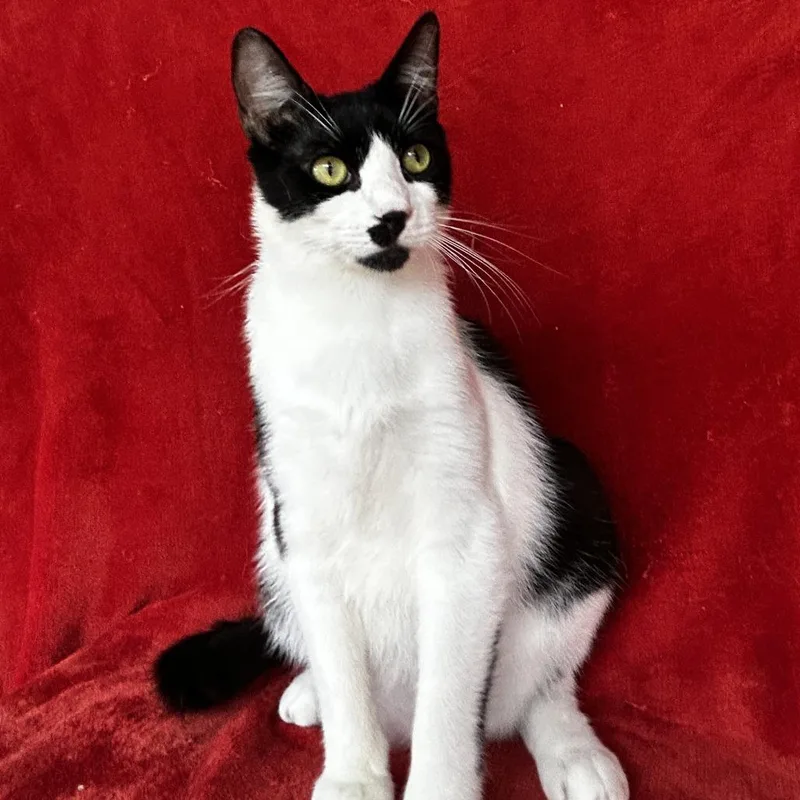 A young large-sized male Black Domestic Short Hair cat named Skunk for adoption in Conway, NH