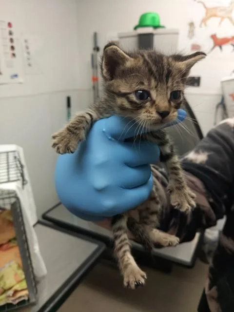 A baby small-sized female Domestic Short Hair cat named Annie for adoption in Fort Lauderdale, FL