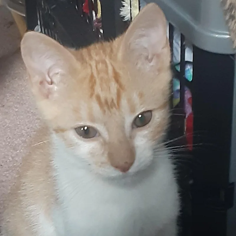 A baby small-sized male Orange / Red Domestic Short Hair cat named Stitch for adoption in South Elgin, IL