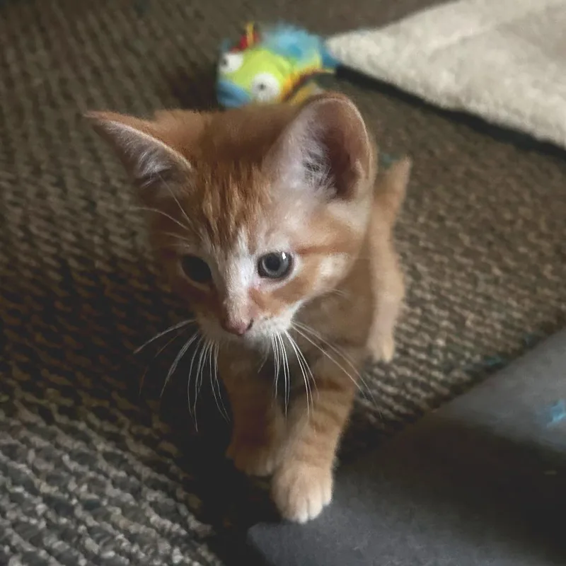 A baby small-sized male Orange / Red Domestic Short Hair cat named Tiger Star for adoption in Dixon, IL