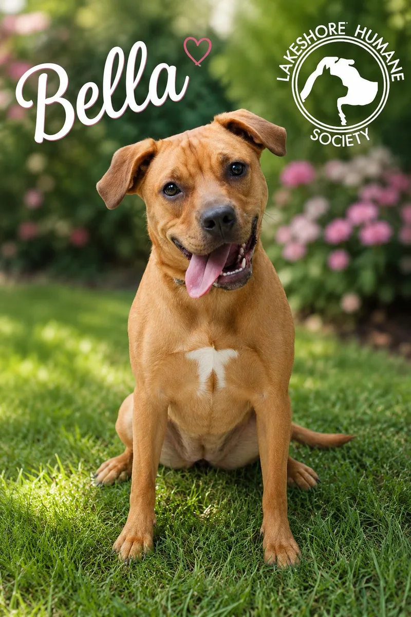 An adult medium-sized female Labrador Retriever dog named Bella for adoption in Dunkirk, NY