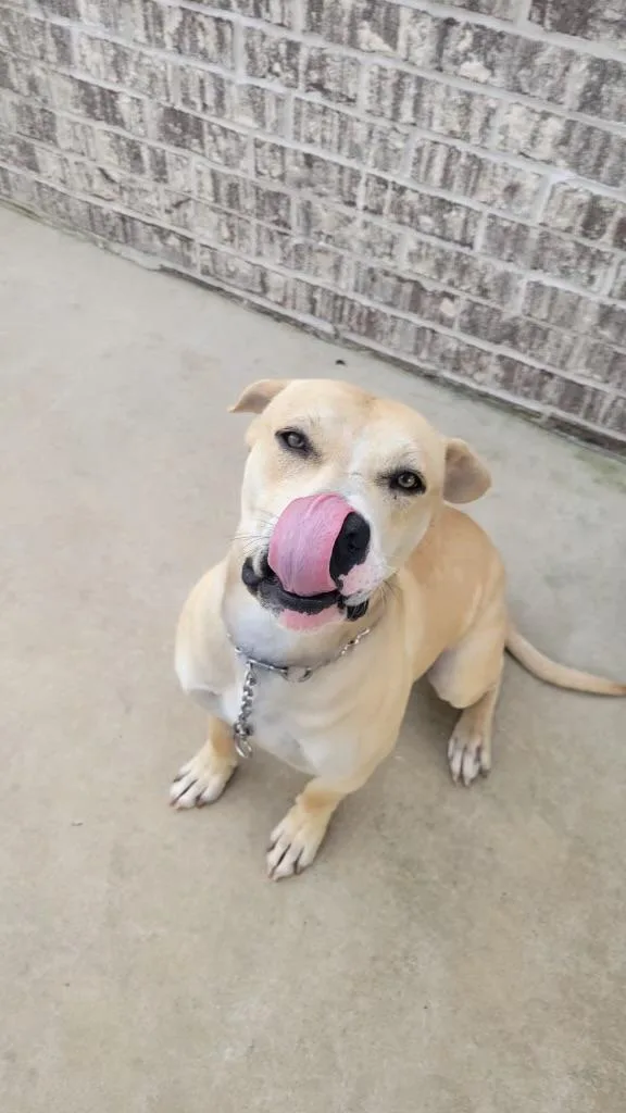 Beau