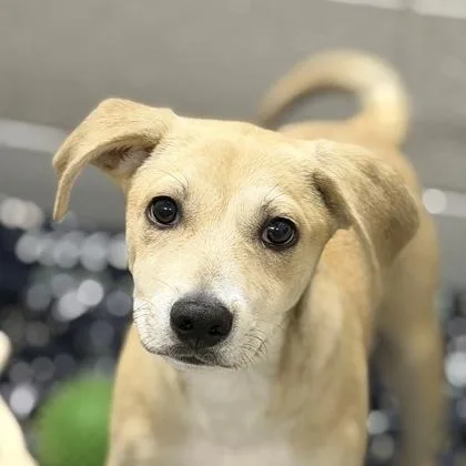 A baby large-sized male Husky dog named Mitch Marner for adoption in Sacramento, CA