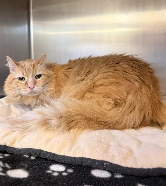 A senior large-sized female Domestic Medium Hair cat named Blitzel for adoption in Castaic, CA