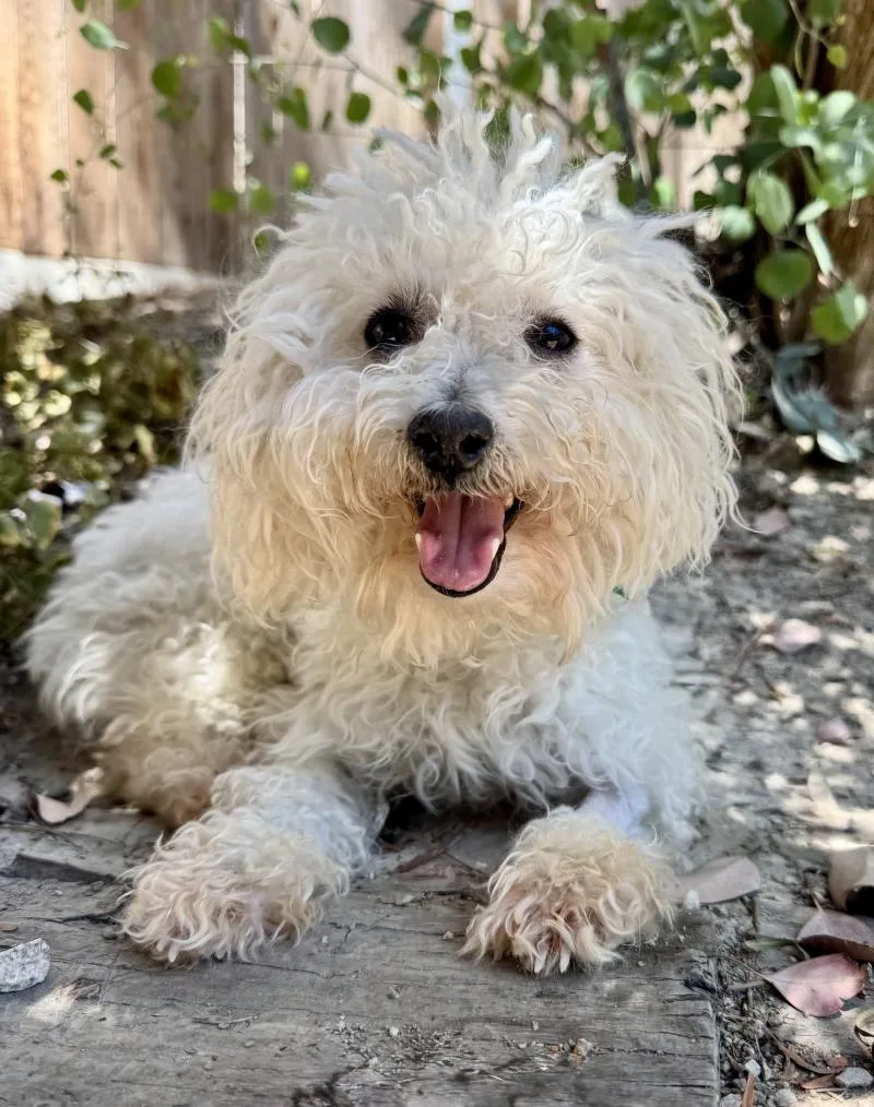 Penny Lane thumbnail 3