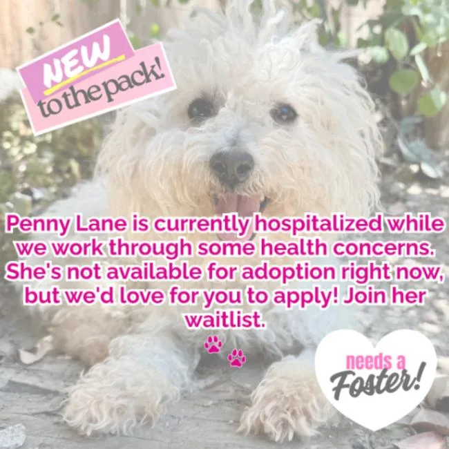 Penny Lane thumbnail 4