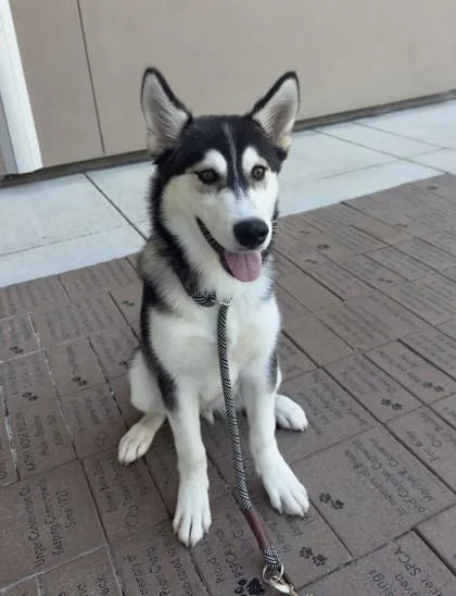 A young large-sized male Husky dog named Brussel Sprout for adoption in Roseville, CA