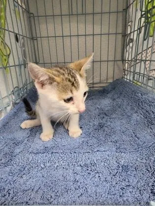 A baby small-sized male Domestic Short Hair cat named John for adoption in Gainesville, FL