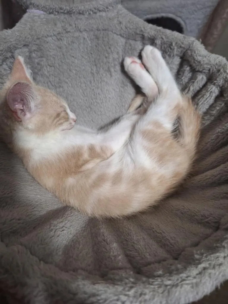 A baby small-sized male Domestic Short Hair cat named Creame for adoption in Nashville, GA