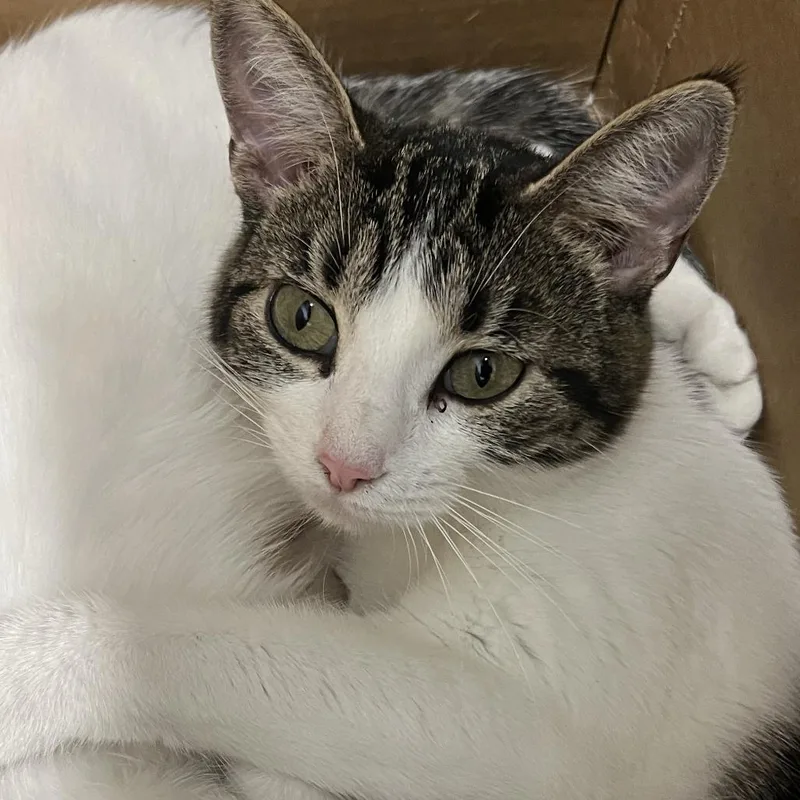 A young medium-sized female Brown / Chocolate Domestic Short Hair cat named Joan for adoption in Oak Park, IL
