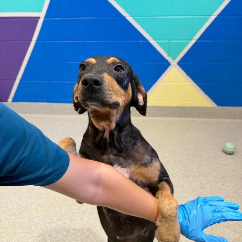 An adult medium-sized male Black Mixed Breed dog named Zaatar for adoption in Englewood, FL