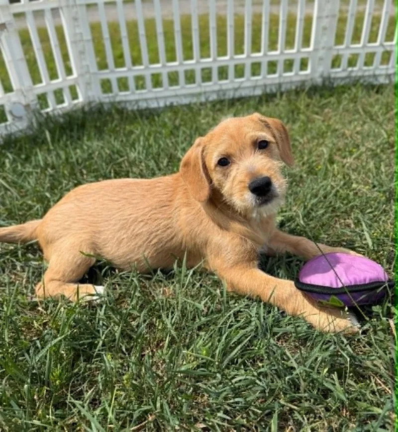A baby medium-sized female Yellow / Tan / Blond / Fawn Wirehaired Terrier dog named Posie for adoption in Elizabethtown, NY