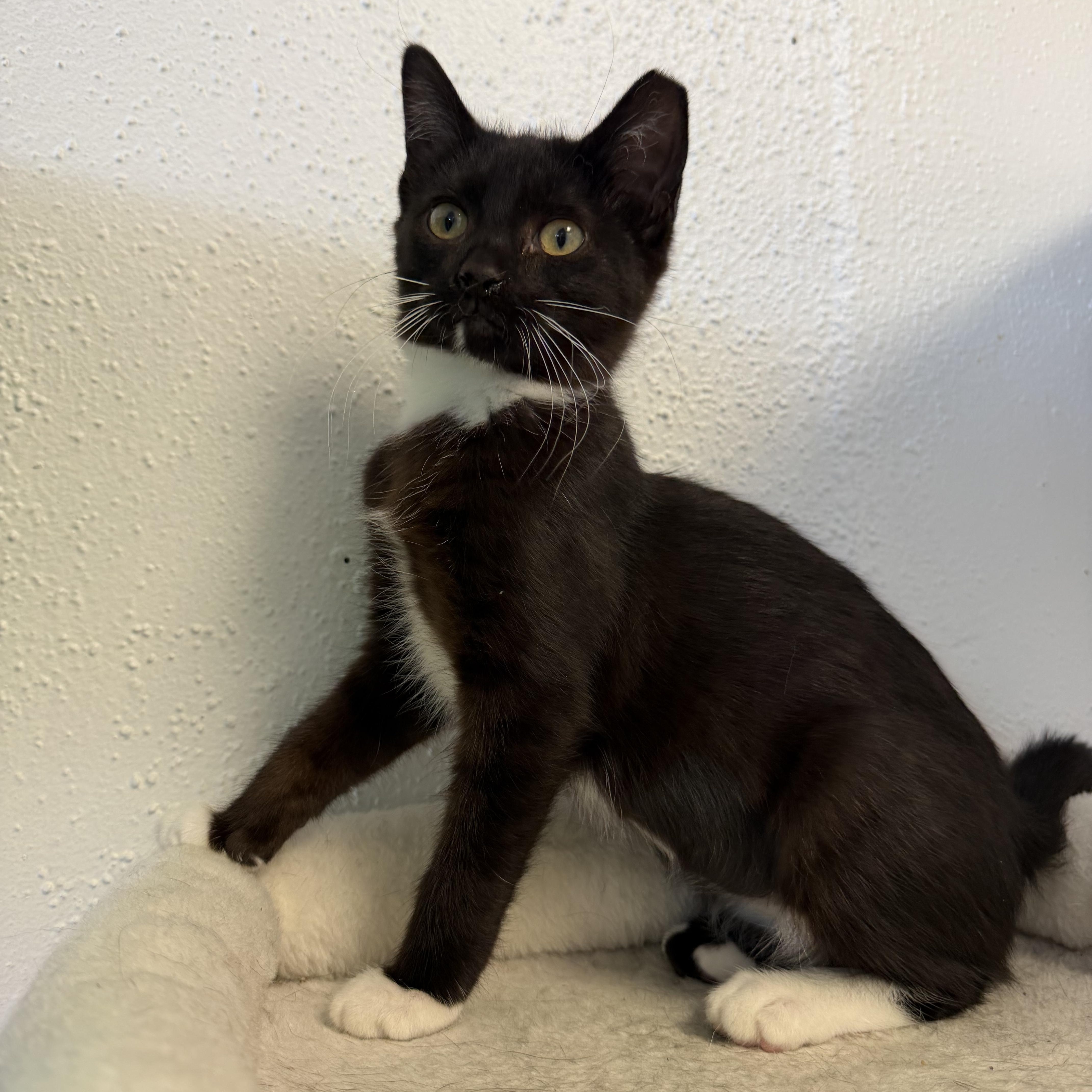 A baby medium-sized female Black & White / Tuxedo Tuxedo cat named Petunia for adoption in Broken Arrow, OK