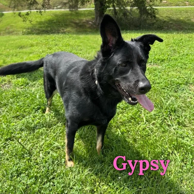 Gypsy