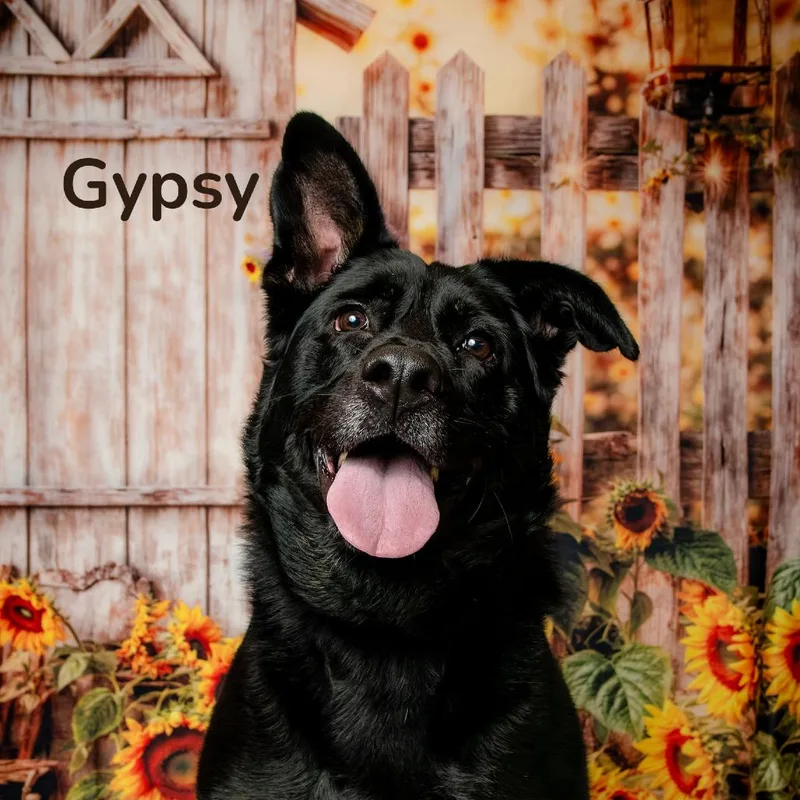 Gypsy thumbnail 2