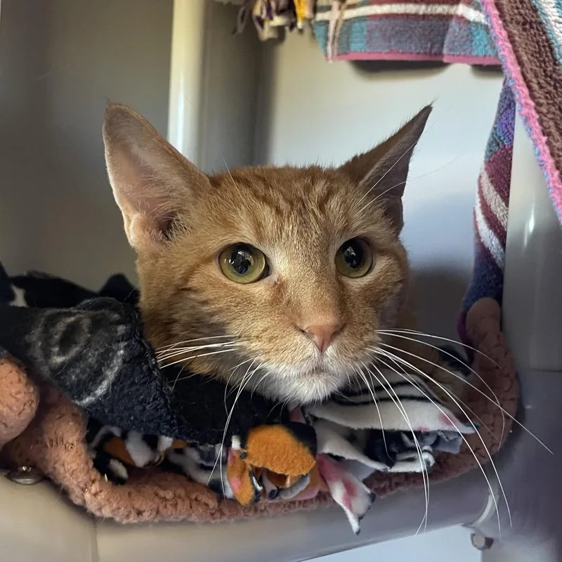 A senior medium-sized male Domestic Short Hair cat named Reeses for adoption in Chicago, IL
