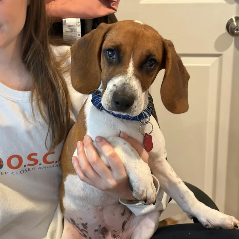 A baby medium-sized male White / Cream Beagle dog named Brian for adoption in Sparta, NJ