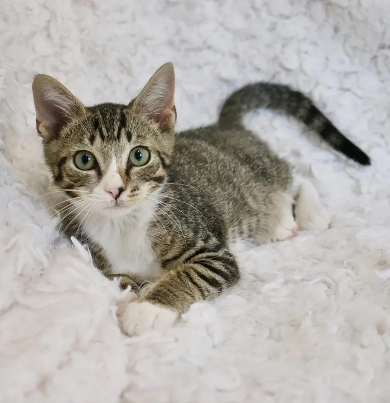 A baby medium-sized male Tabby (Buff / Tan / Fawn) Tabby cat named Charlie for adoption in Saint Augustine, FL