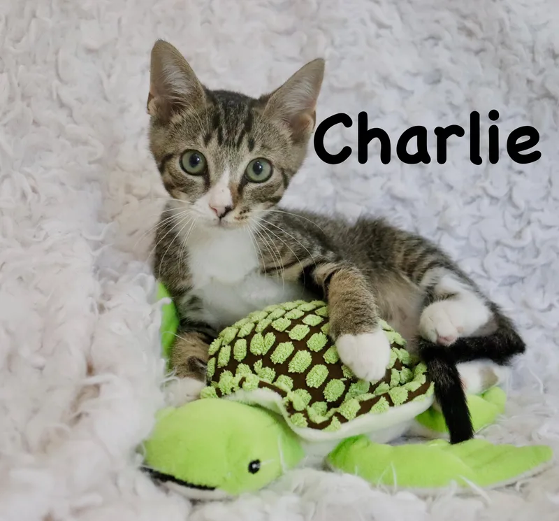 Charlie thumbnail 6