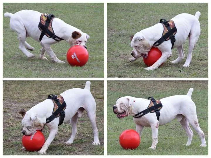 Hercules thumbnail 3