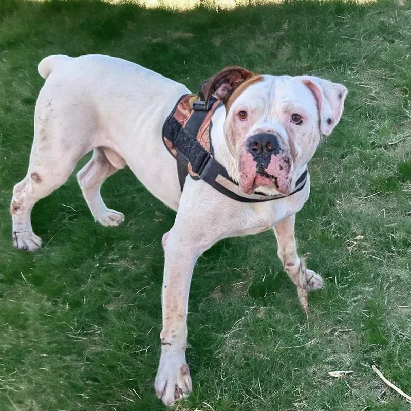 Hercules thumbnail 5