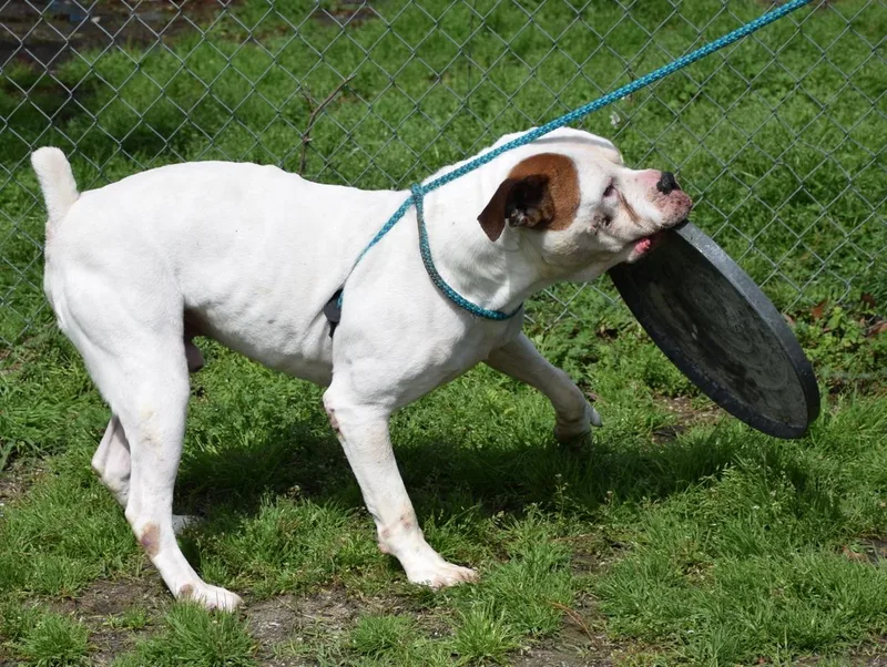 Hercules thumbnail 6