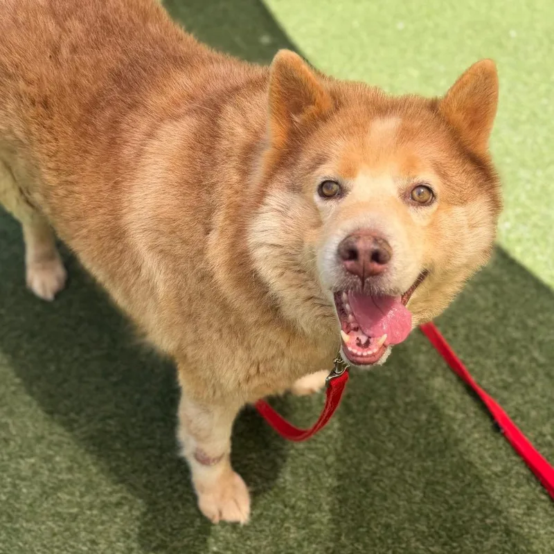 An adult large-sized male White / Cream Mixed Breed dog named Simba for adoption in Asheville, NC