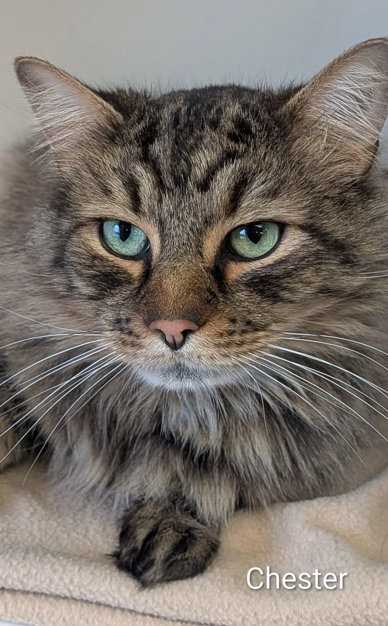 An adult large-sized male Tabby (Brown / Chocolate) Domestic Long Hair cat named Chester for adoption in Flint, MI