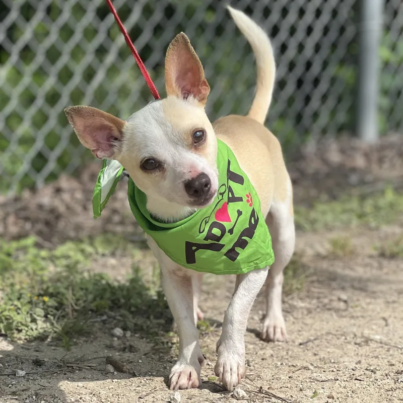 A young small-sized male Apricot / Beige Chihuahua dog named Larry for adoption in Madisonville, TX