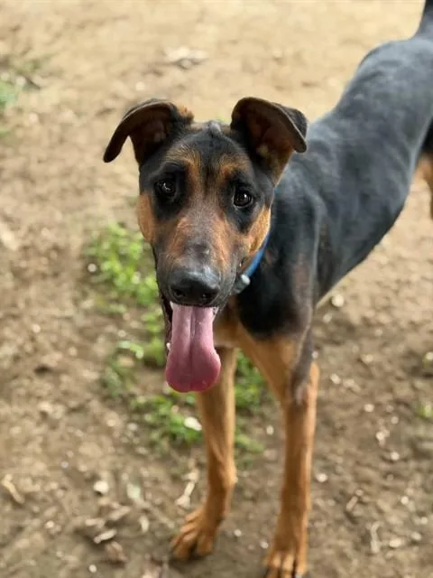 A young large-sized male Doberman Pinscher dog named Toby for adoption in Riverside, CA