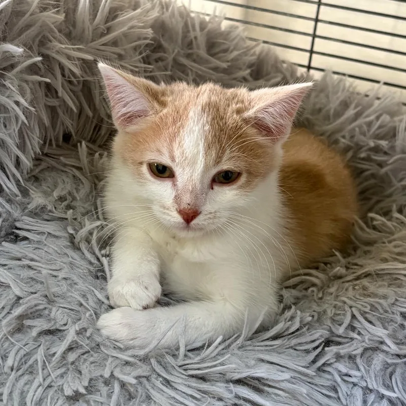 A baby small-sized male Orange / Red Domestic Short Hair cat named Cider for adoption in Grantsville, UT