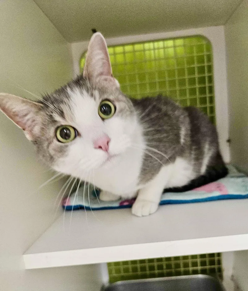 An adult medium-sized female Gray & White Domestic Short Hair cat named Rosie for adoption in Dublin, OH