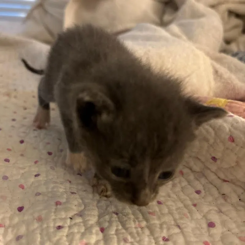 A baby small-sized male Domestic Short Hair cat named Paros for adoption in Jefferson city, TN