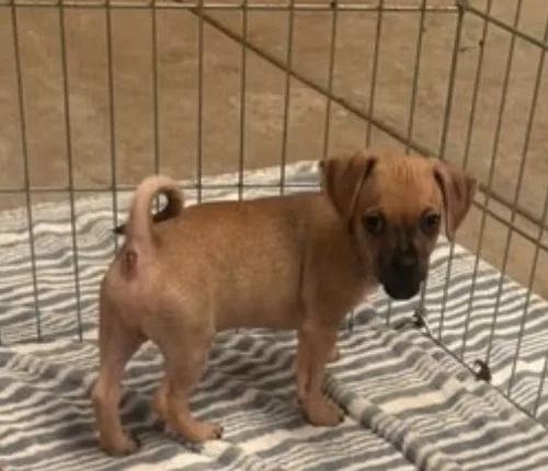 A baby small-sized male Chihuahua dog named Fudge for adoption in San Martin, CA