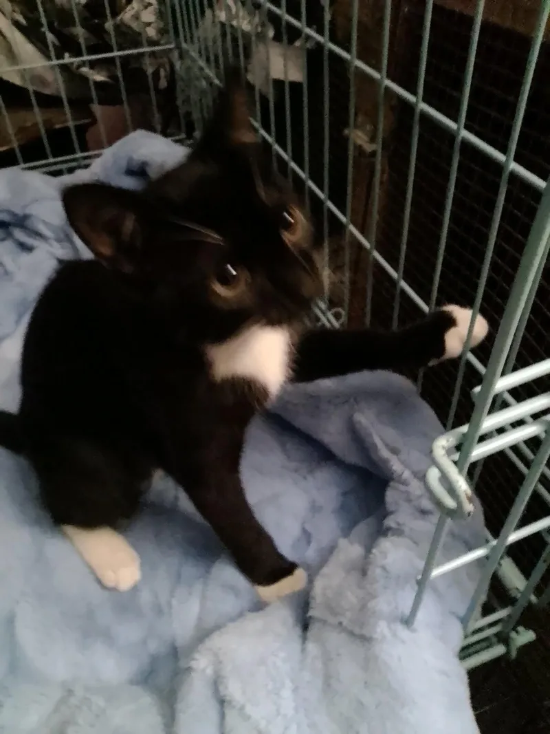A young medium-sized female Black & White / Tuxedo Domestic Short Hair cat named Dolly the Sweetie for adoption in Oviedo, FL