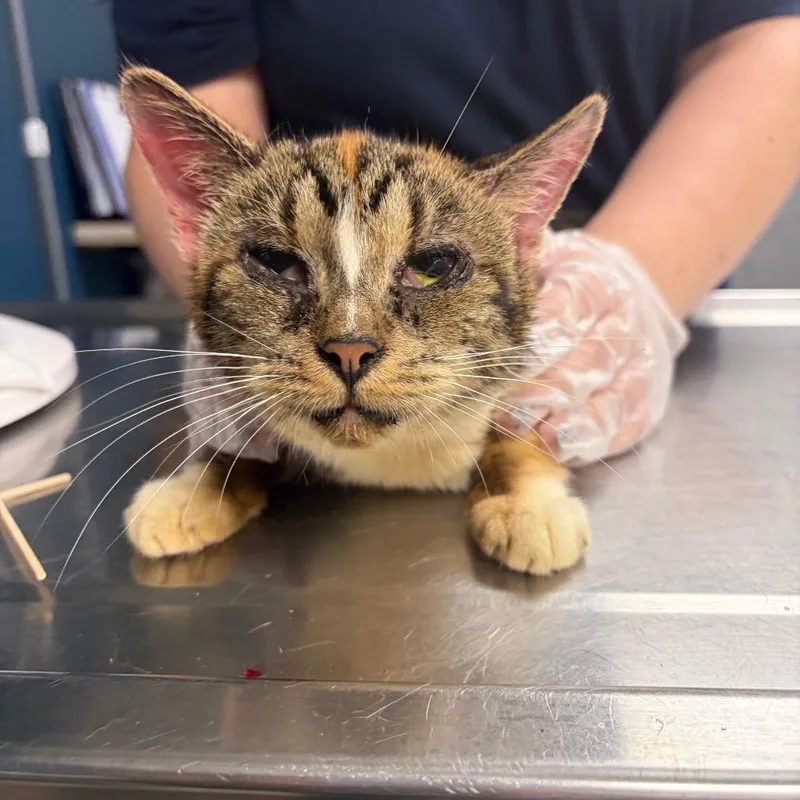 An adult medium-sized female Brown / Chocolate Domestic Short Hair cat named Hoagie for adoption in Newark, NJ