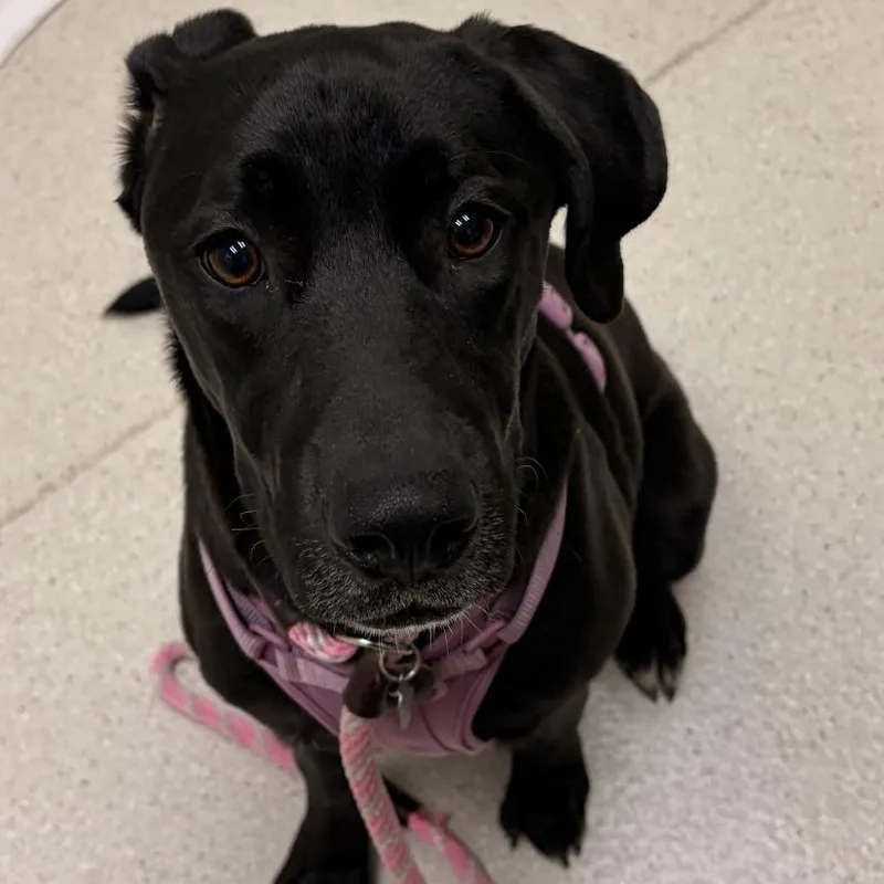 A young small-sized female Mixed Breed dog named Charlot for adoption in Murray, UT