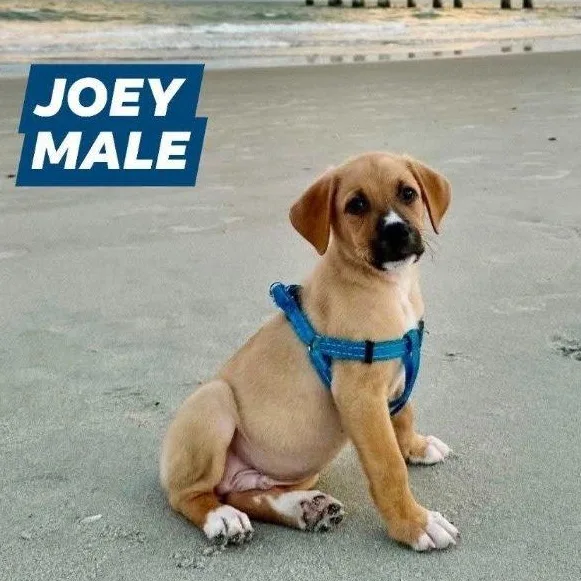 Joey