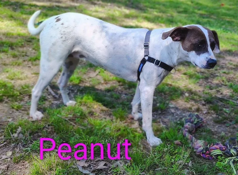 Peanut