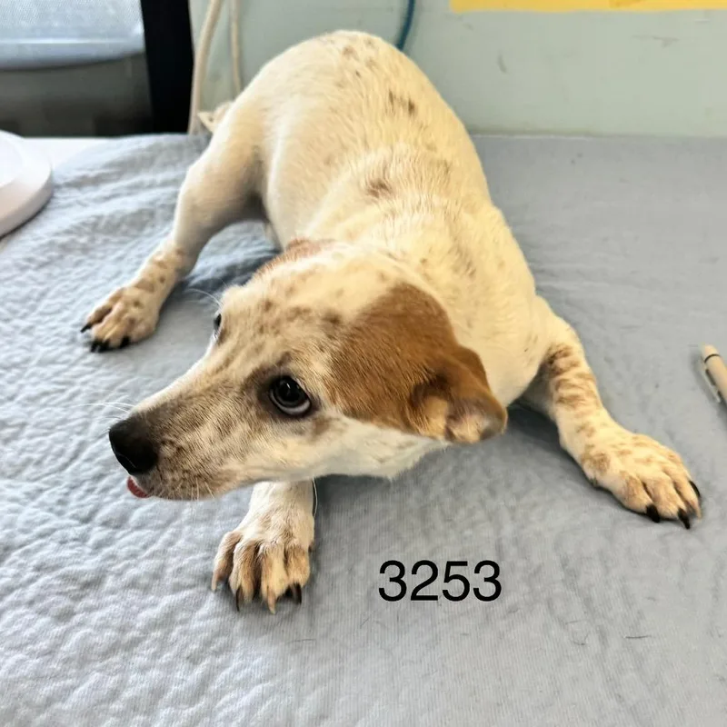 A baby small-sized male Cattle Dog dog named Murphy for adoption in Chico, CA