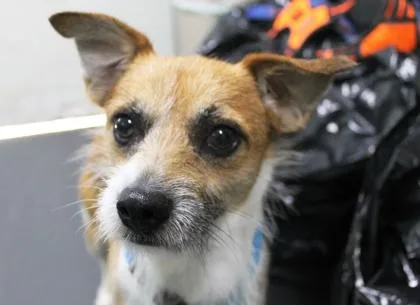 An adult medium-sized male Parson Russell Terrier dog named Brownie for adoption in Picayune, MS
