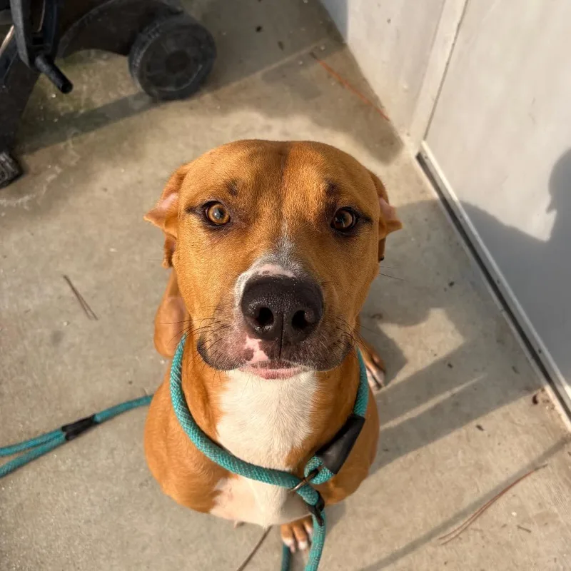 A young large-sized male Brown / Chocolate Mixed Breed dog named Rowan for adoption in Naples, FL
