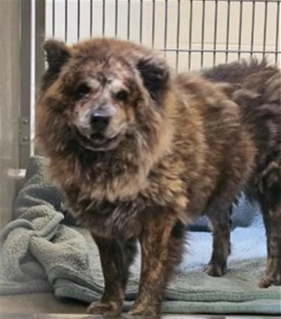 An adult medium-sized female Chow Chow dog named Six for adoption in Rancho Cucamonga, CA