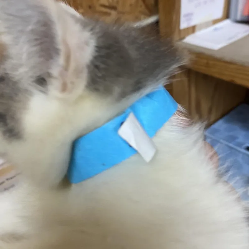 A baby medium-sized male Gray / Blue / Silver Domestic Short Hair cat named Pike for adoption in Blairsville, GA