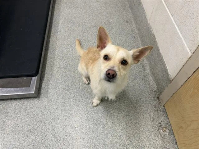 An adult small-sized male Cairn Terrier dog named Scrappy for adoption in Loveland, CO