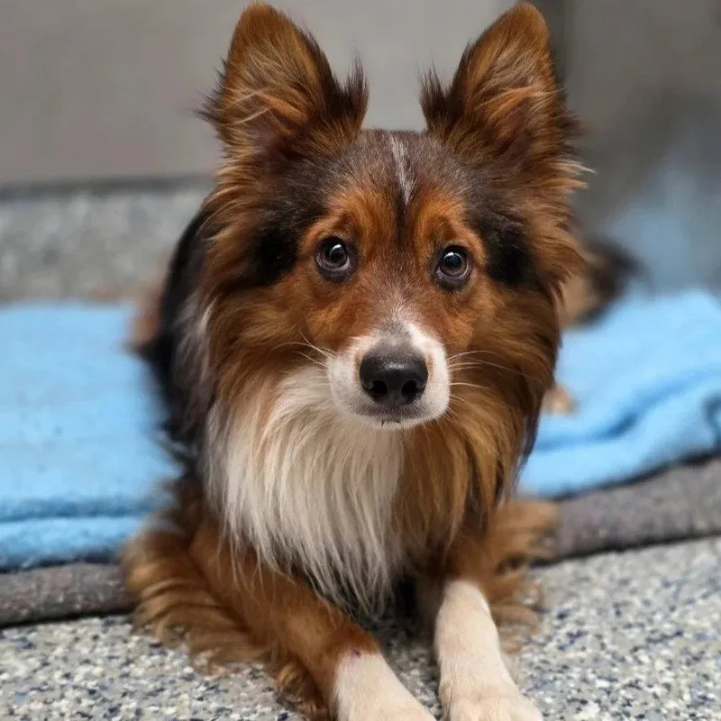 A young medium-sized male Shetland Sheepdog / Sheltie dog named Ethan for adoption in Dublin, OH