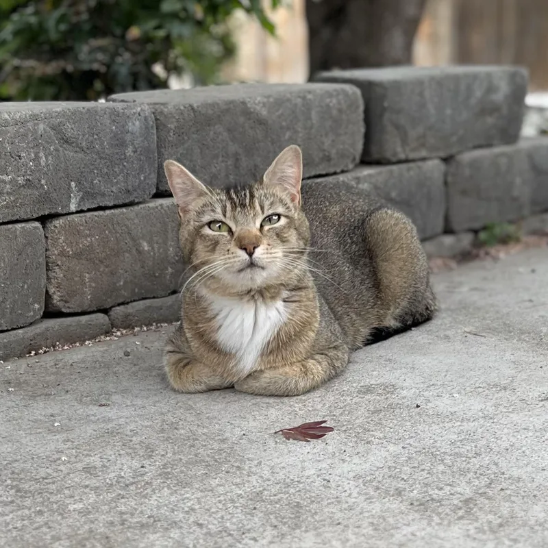 A young medium-sized female American Shorthair cat named Triangle for adoption in Moses Lake, WA